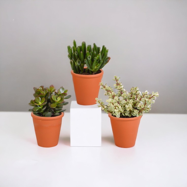 Coffret Crassula et ses caches-pots terracotta - Lot de 3 plantes, h18cm