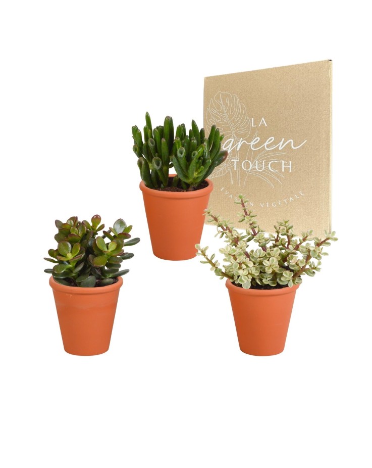 Coffret Crassula et ses caches-pots terracotta - Lot de 3 plantes, h18cm