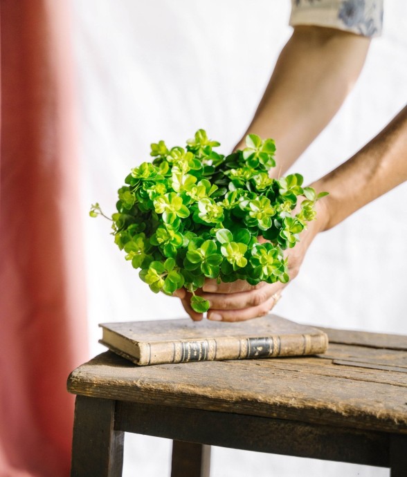 Peperomia Rotundifolia