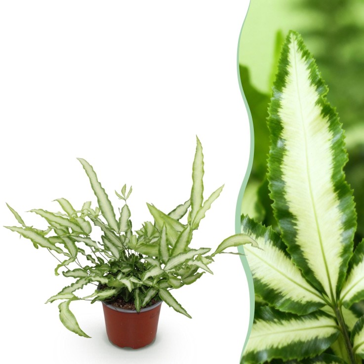 Fougère Pteris -  4