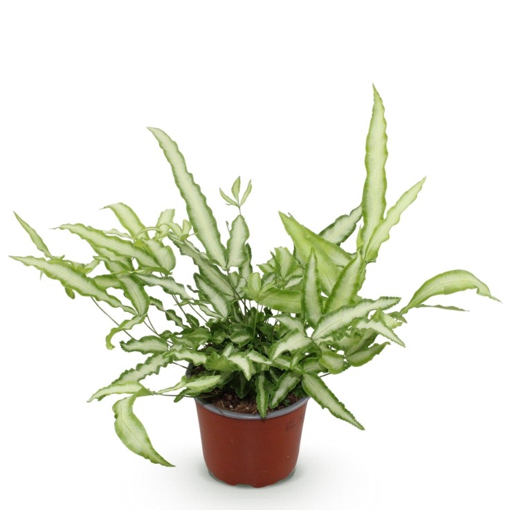 Fougère Pteris -  4