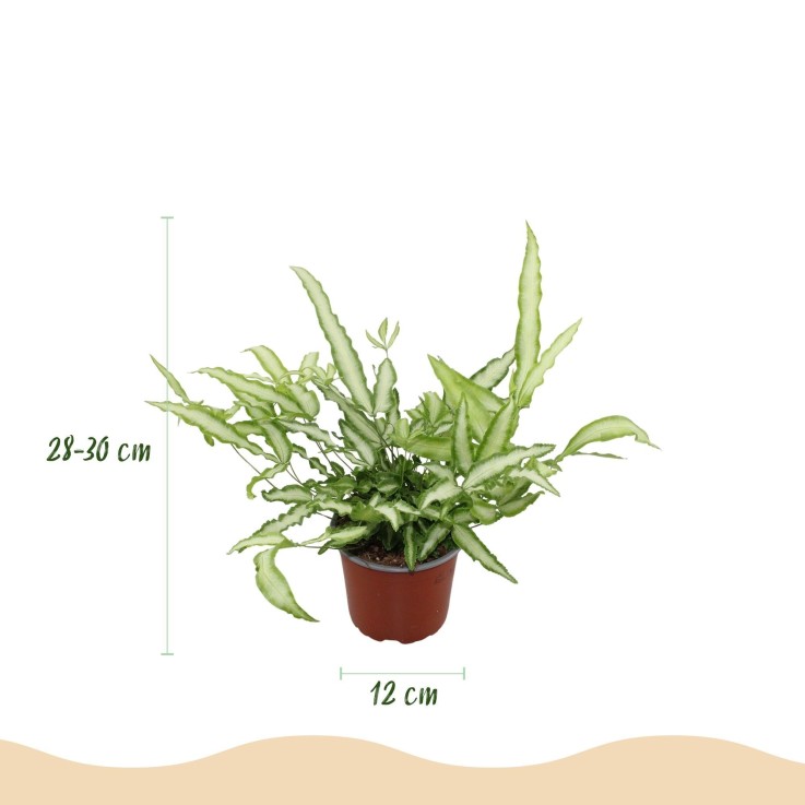 Fougère Pteris -  4