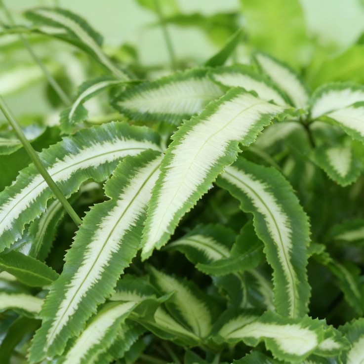 Fougère Pteris -  4