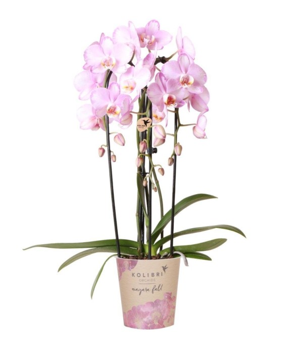 Orchidée rose Niagara Fall...