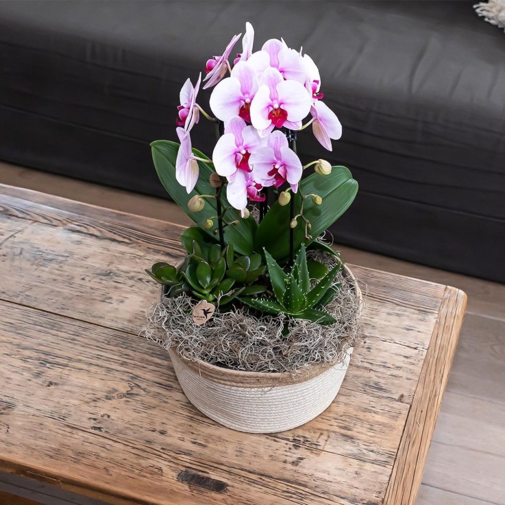 Orchidée rose Niagara Fall - Phalaenopsis en pot - Plante d'intérieur