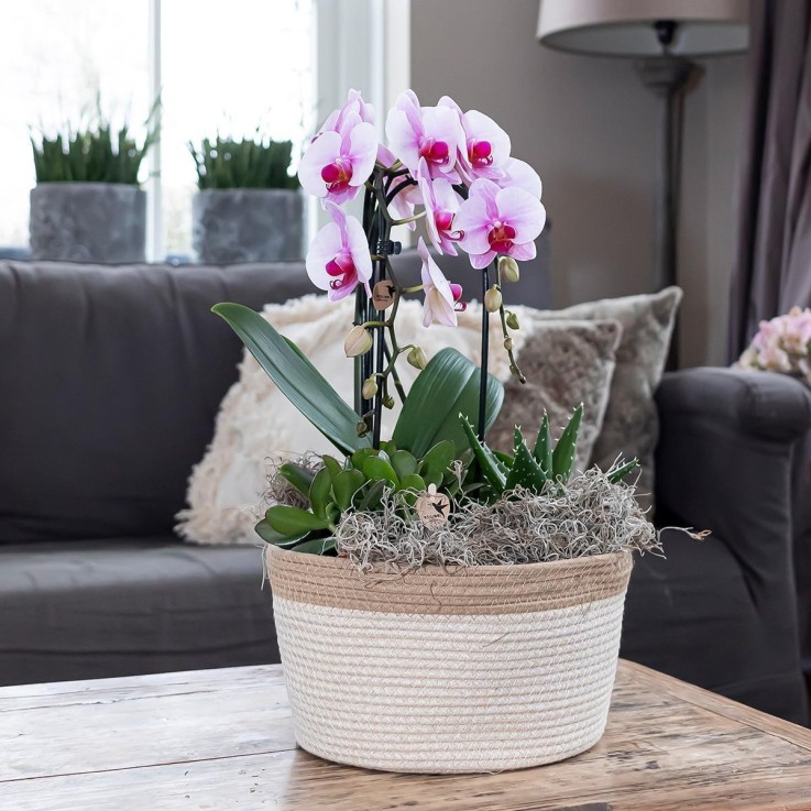 Orchidée rose Niagara Fall - Phalaenopsis en pot - Plante d'intérieur