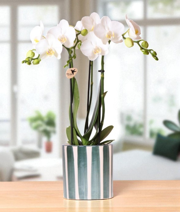 Orchidée Amabilis Blanche...