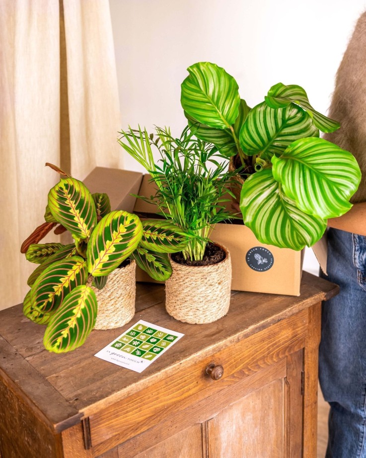 Coffret Plantes Pets Friendly -  Box 5 plantes