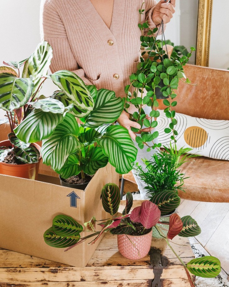 Coffret Plantes Pets Friendly -  Box 5 plantes