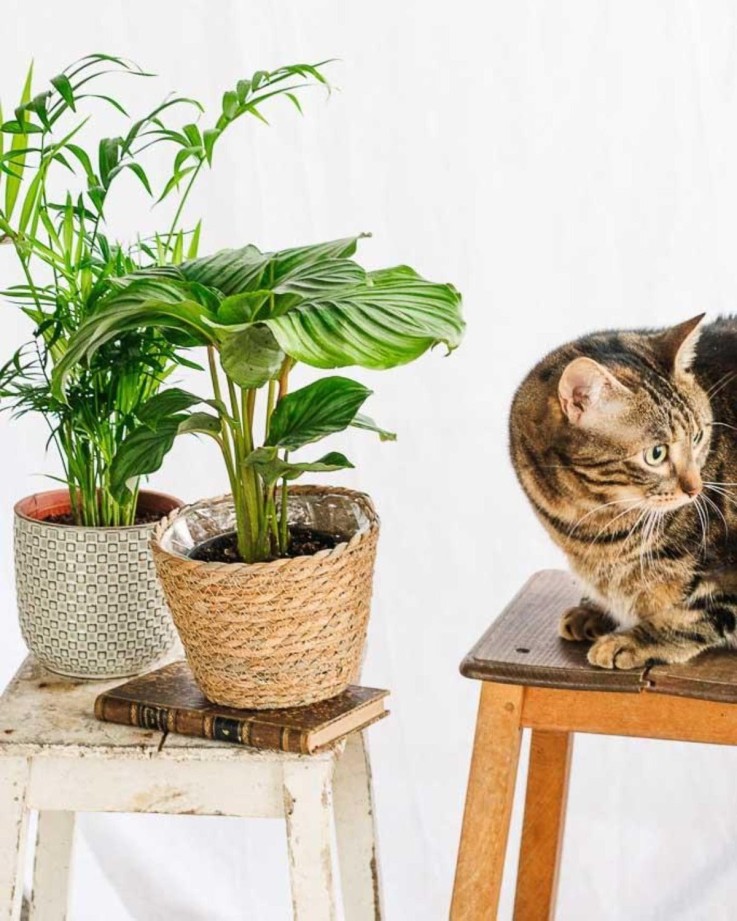 Coffret Plantes Pets Friendly -  Box 5 plantes