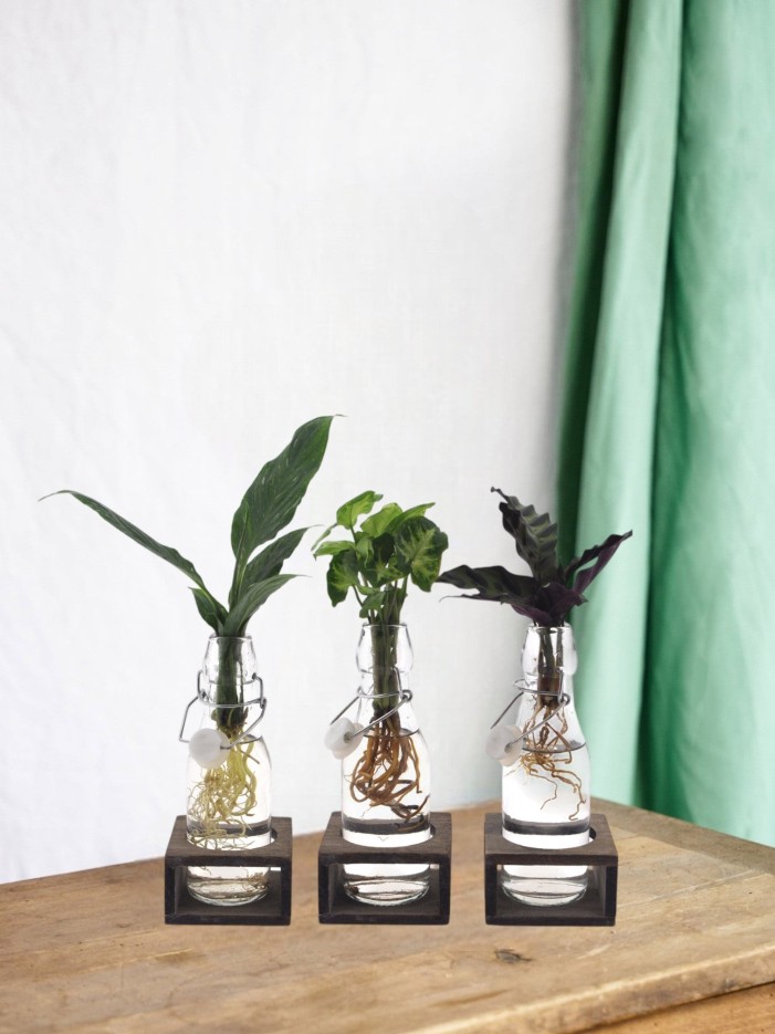 Trio de boutures en bouteille en verre et socle noire