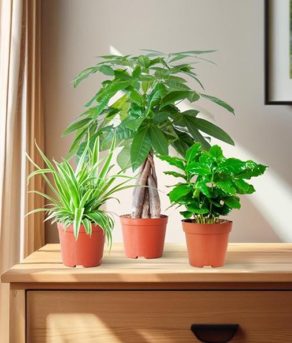 🐾 Coffret – Plantes Pet's...