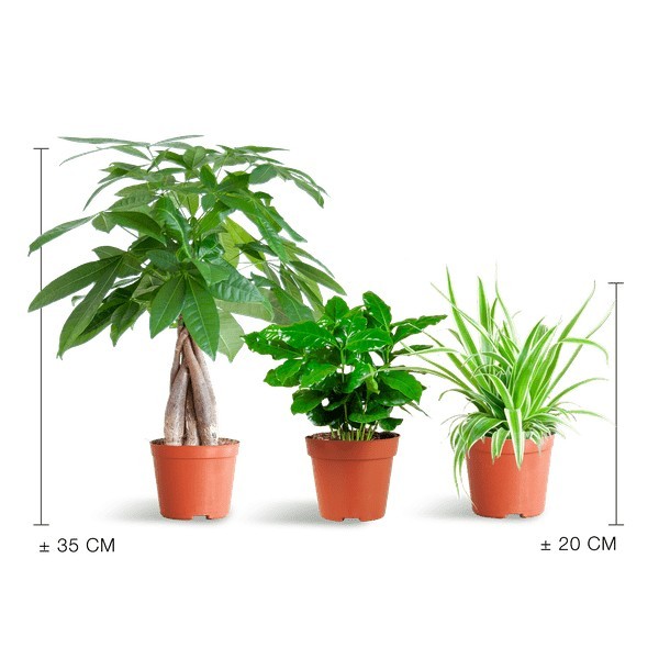 🐾 Coffret – Plantes Pet's Friendly -  Sans cache-pot