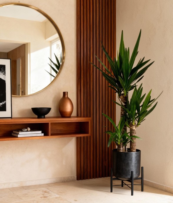 Yucca elephantipes -  2