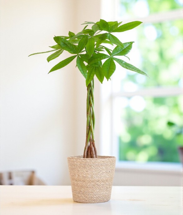 Pachira Aquatica et son pot...