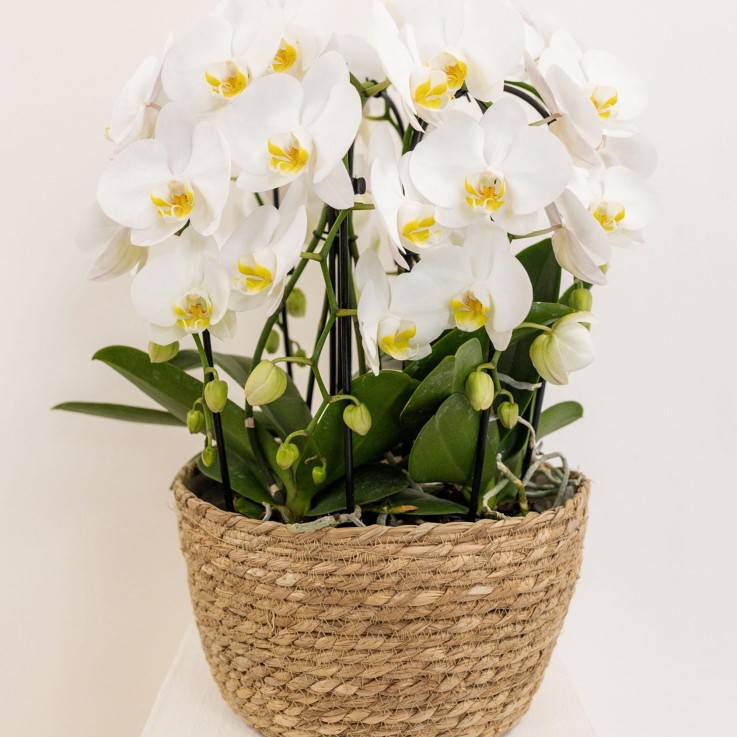 Incrustation avec réservoir pour orchidées et mèches d'eau