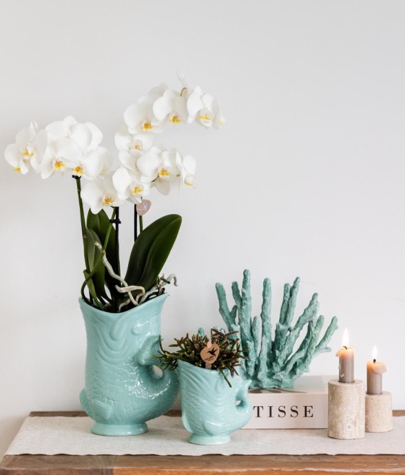 Orchidée Amabilis Blanche...