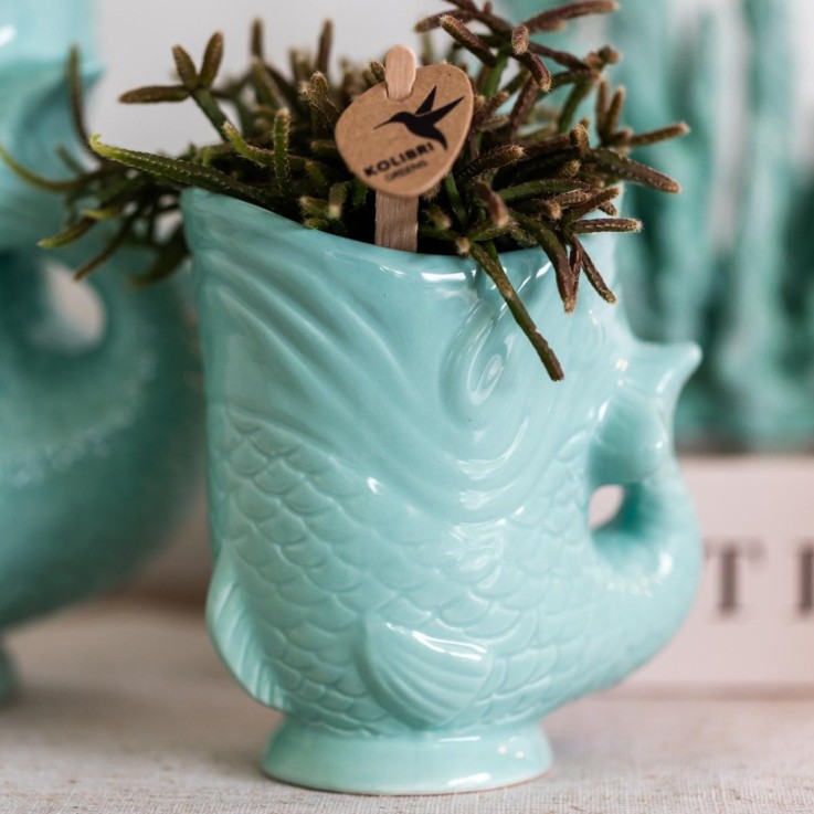 Orchidée Amabilis Blanche et Crassula Hobbit avec Pots Turquoise
