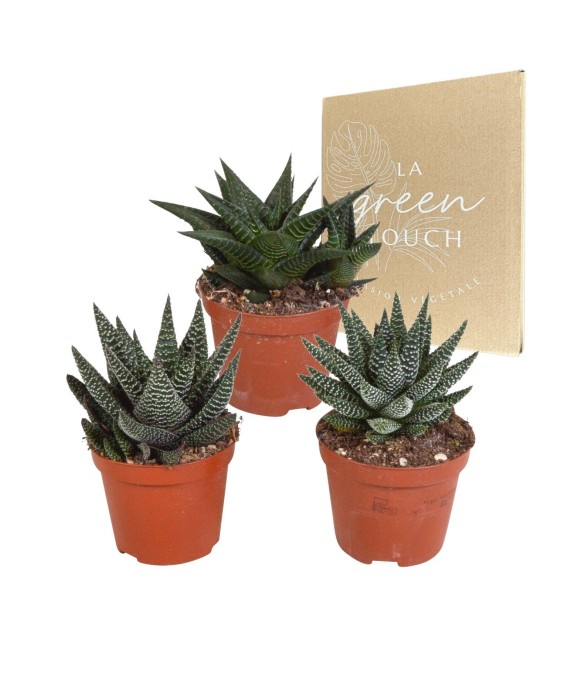 Mix de 3 Gasteria et...