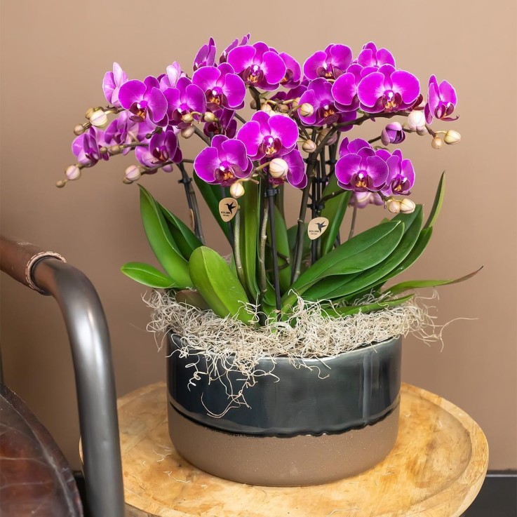Orchidée violette  - h35cm, Ø9cm -  Par 2