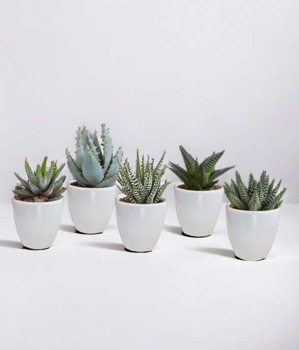 Coffret Gasteria, Haworthia...