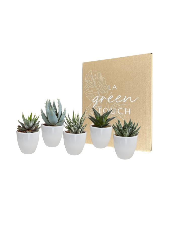 Coffret Gasteria, Haworthia et ses caches-pots blancs - Lot de 5 plantes, h13cm
