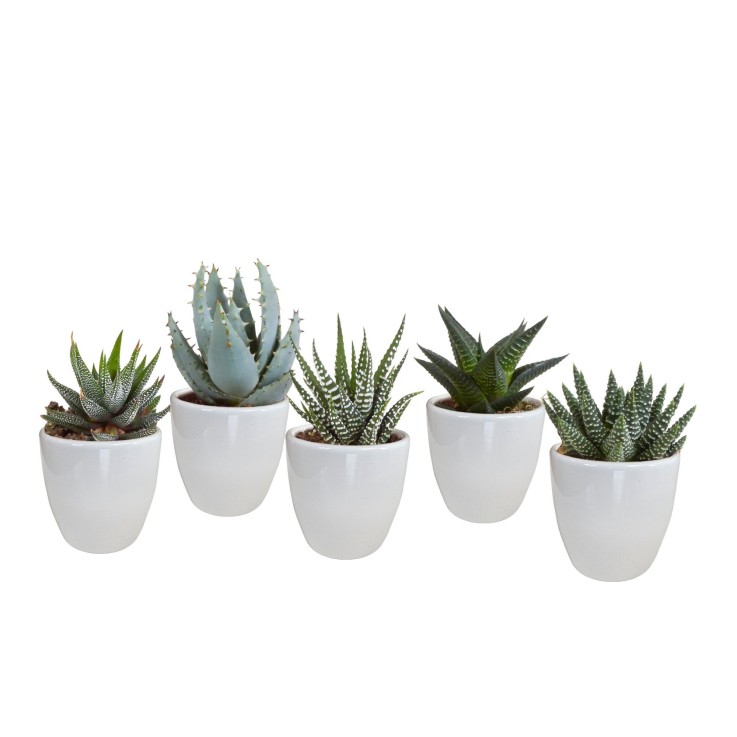 Coffret Gasteria, Haworthia et ses caches-pots blancs - Lot de 5 plantes, h13cm