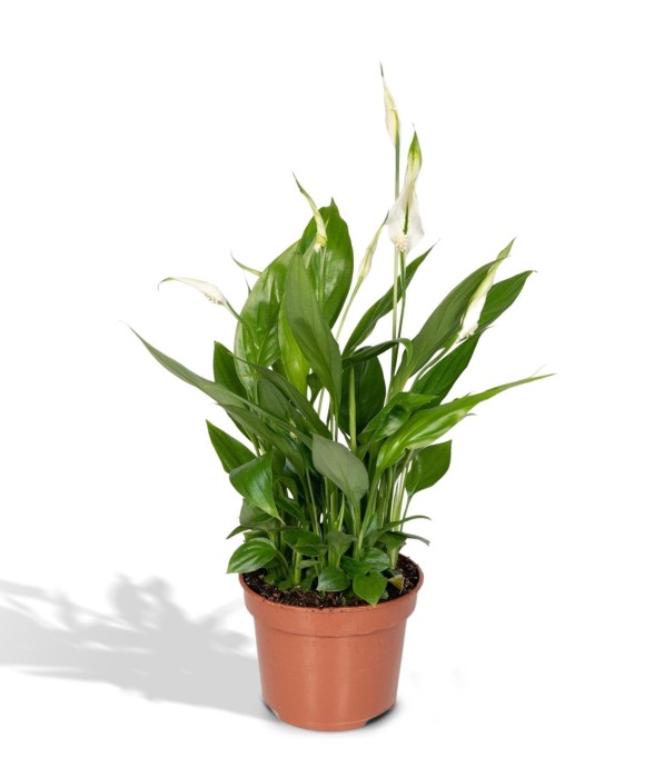 Spathiphyllum  h45cm