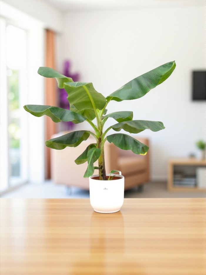 Bananier Musa 100cm et son pot -  Bleu Océan