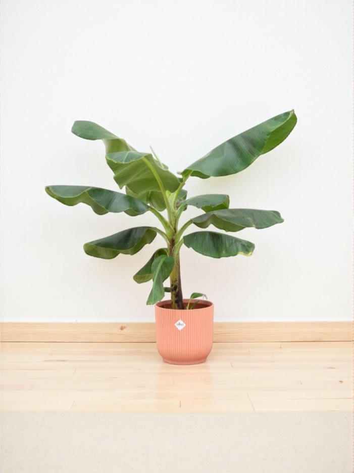 Bananier Musa 100cm et son pot -  Bleu Océan