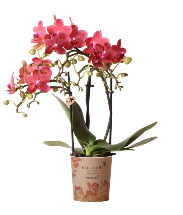 Orchidée Phalaenopsis rouge...