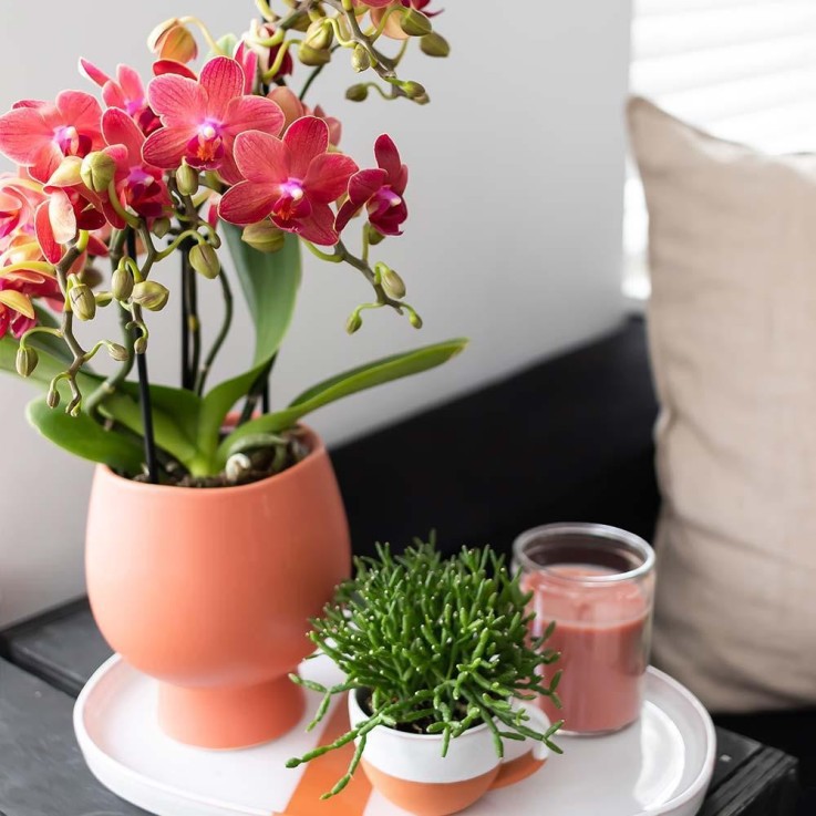 Orchidée Phalaenopsis rouge - Congo -  Par 4