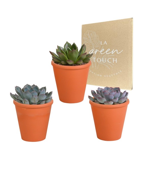 Trio d'Echeveria et leurs...