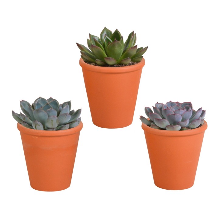 Trio d'Echeveria et leurs caches-pots terracotta h15cm