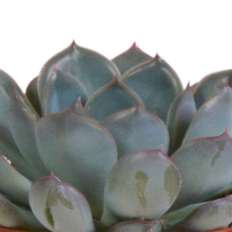 Trio d'Echeveria et leurs caches-pots terracotta h15cm