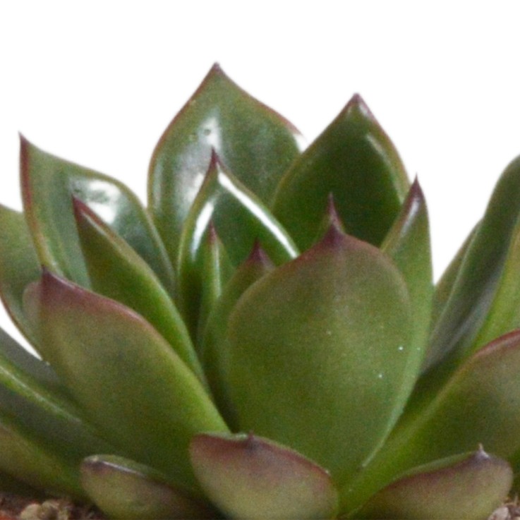 Trio d'Echeveria et leurs caches-pots terracotta h15cm