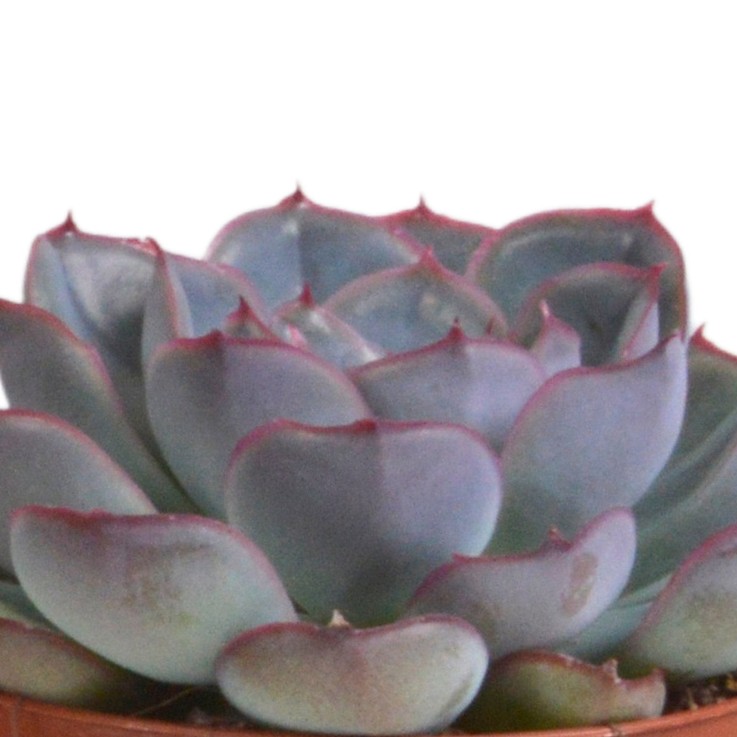 Trio d'Echeveria et leurs caches-pots terracotta h15cm
