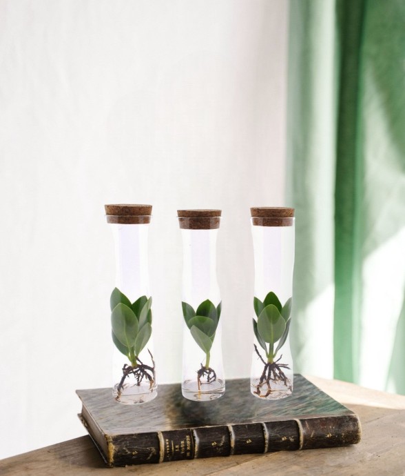 Trio de clusia en tube