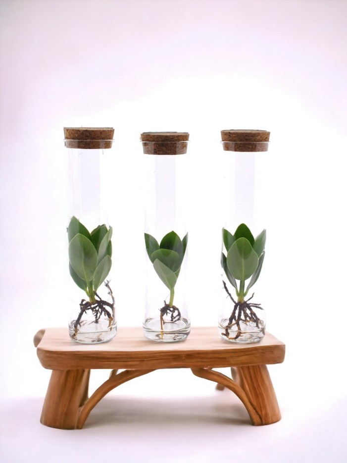 Trio de clusia en tube