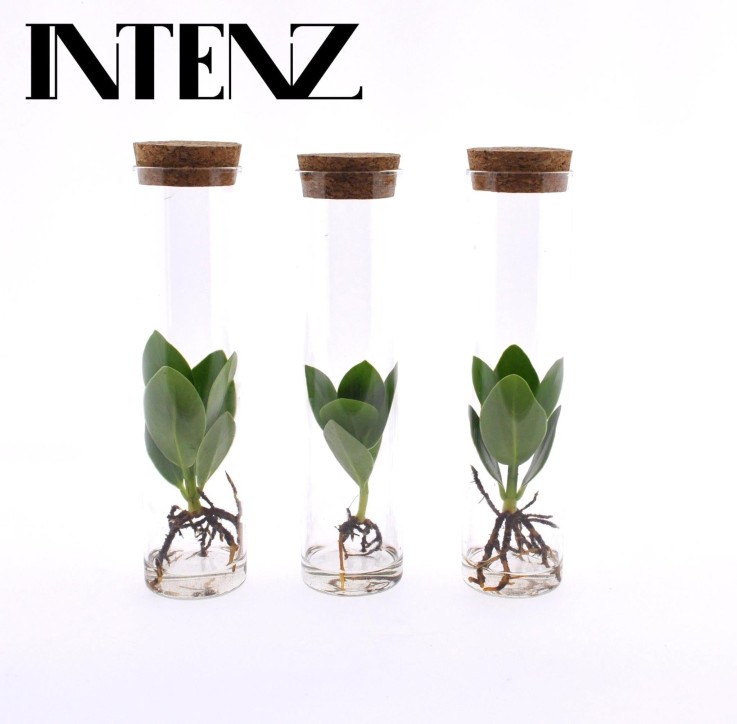 Trio de clusia en tube