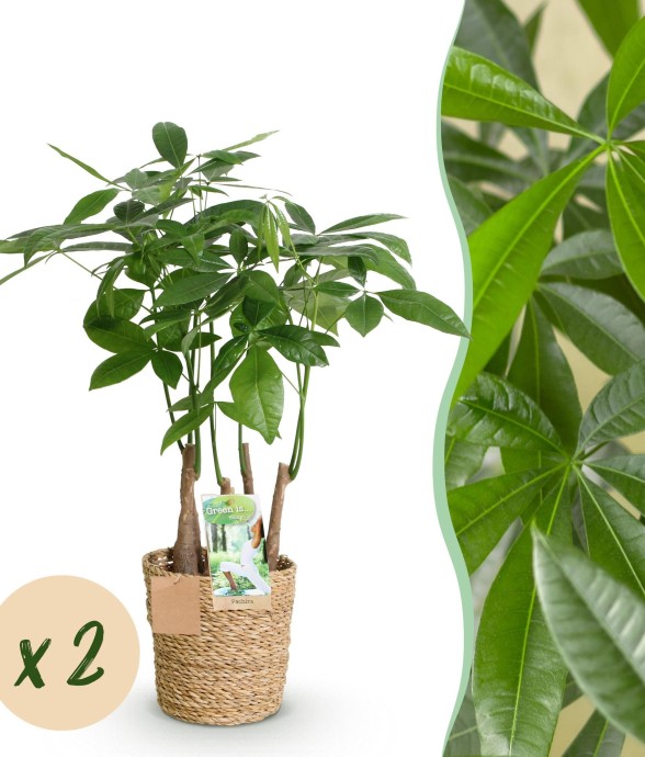 Pachira Aquatica Multitronc...