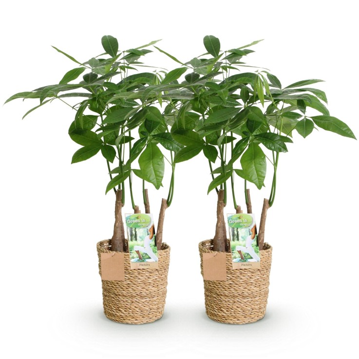Pachira Aquatica Multitronc – Lot de 2 – Pot 17 cm