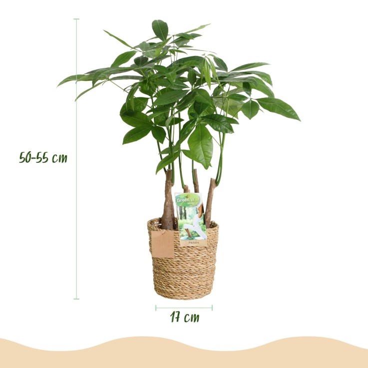 Pachira Aquatica Multitronc – Lot de 2 – Pot 17 cm