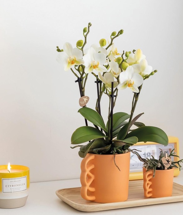 Orchidée Phalaenopsis...