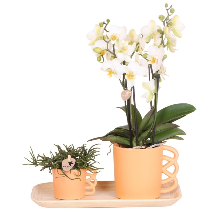 Orchidée Phalaenopsis blanche et son cache-pot pêche - plante d'intérieur fleurie