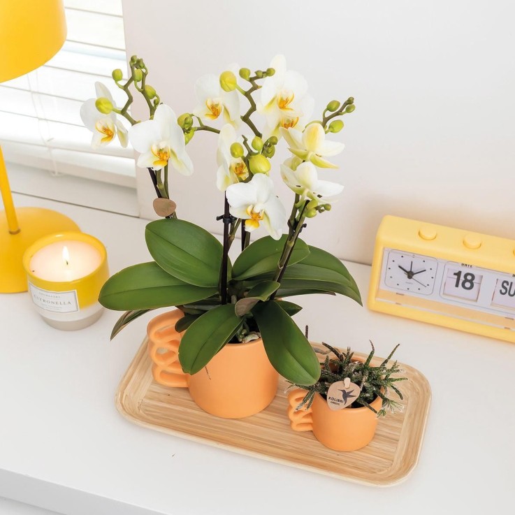 Orchidée Phalaenopsis blanche et son cache-pot pêche - plante d'intérieur fleurie