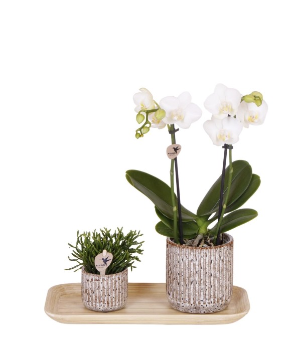 Orchidée Phalaenopsis en...