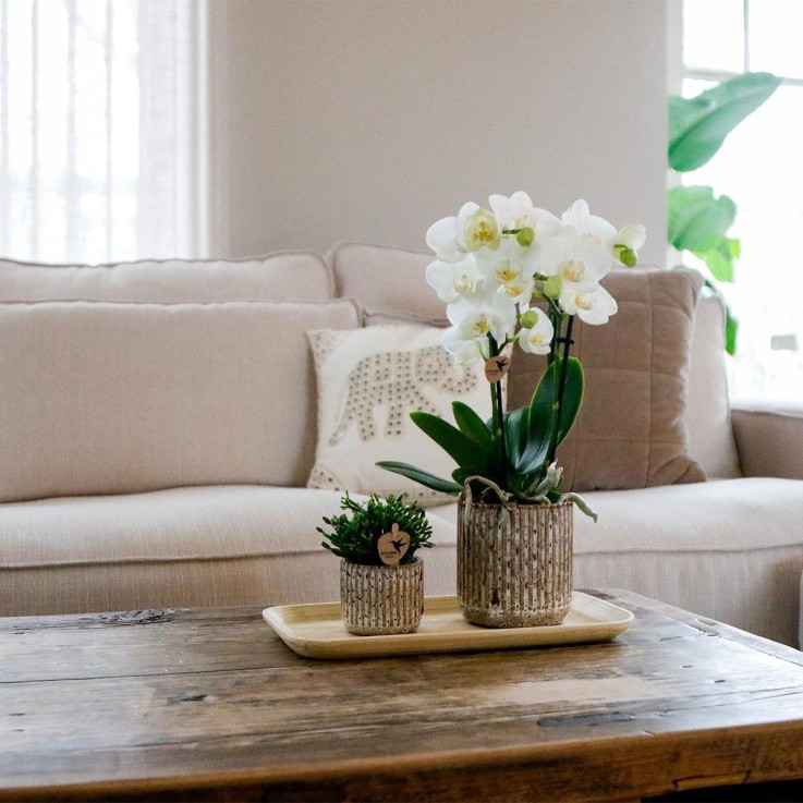 Orchidée Phalaenopsis en pots Jaguar et plateau bambou