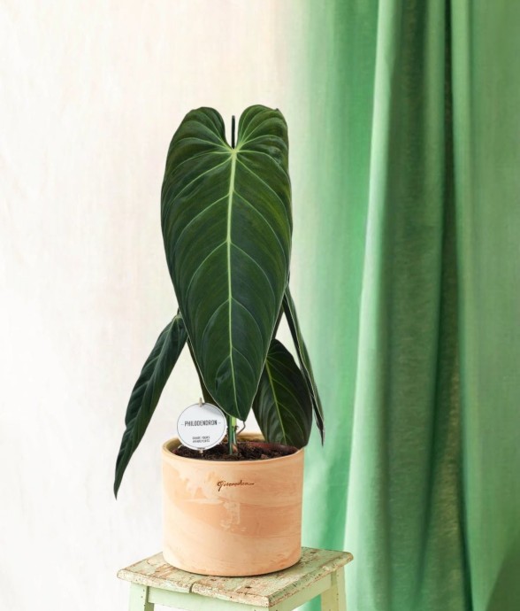 Philodendron Melanochrysum