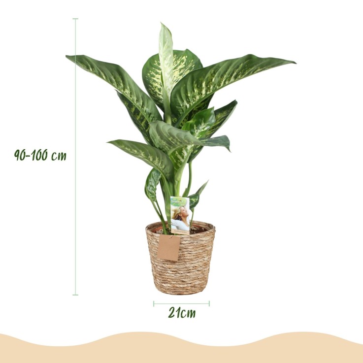 Dieffenbachia Tropic Snow et panier